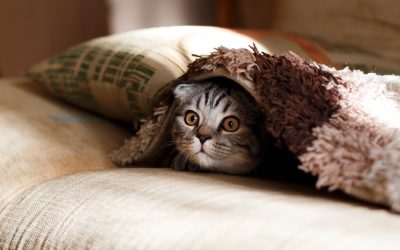 Is Pet Insurance Worth the Cost? A Breakdown of Expenses vs. Benefits