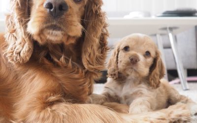 How pet insurance costs compare to vet bills