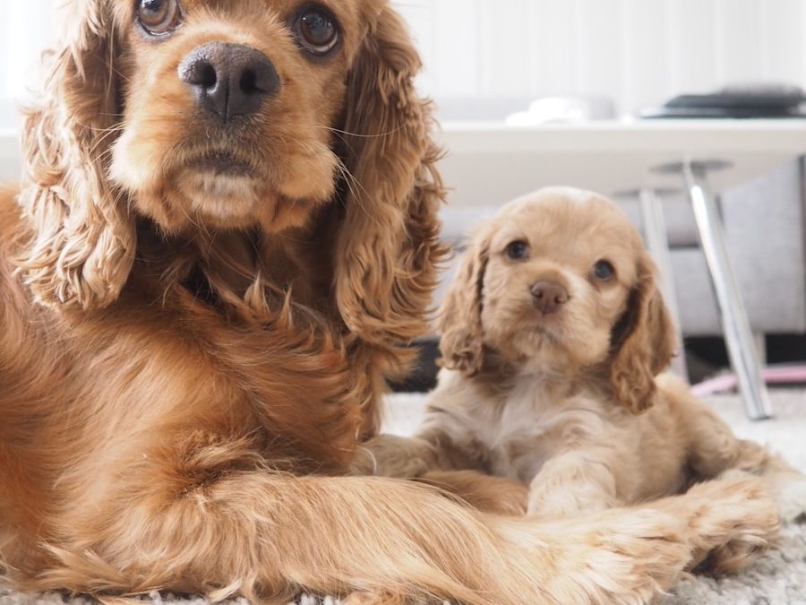 Photo "How pet insurance costs compare to vet bills"