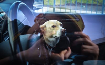 Is It Illegal for a Dog to Sit in the Front Seat? What Insurance Says