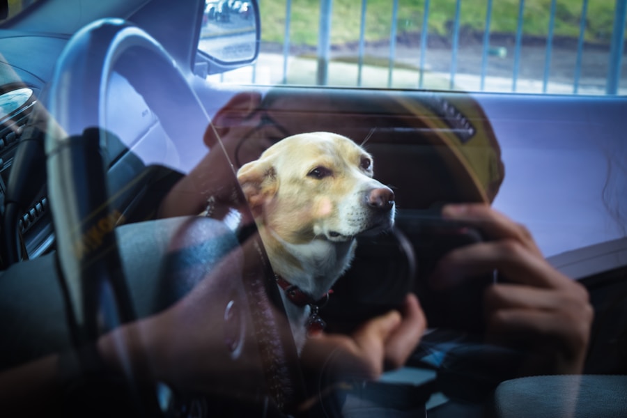 Is It Illegal for a Dog to Sit in the Front Seat? What Insurance Says
